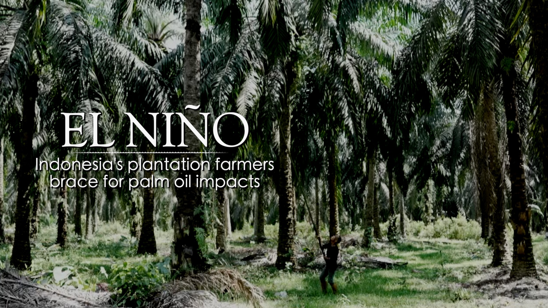 Inside El Nino – Indonesia’s farmers brace for palm oil impacts