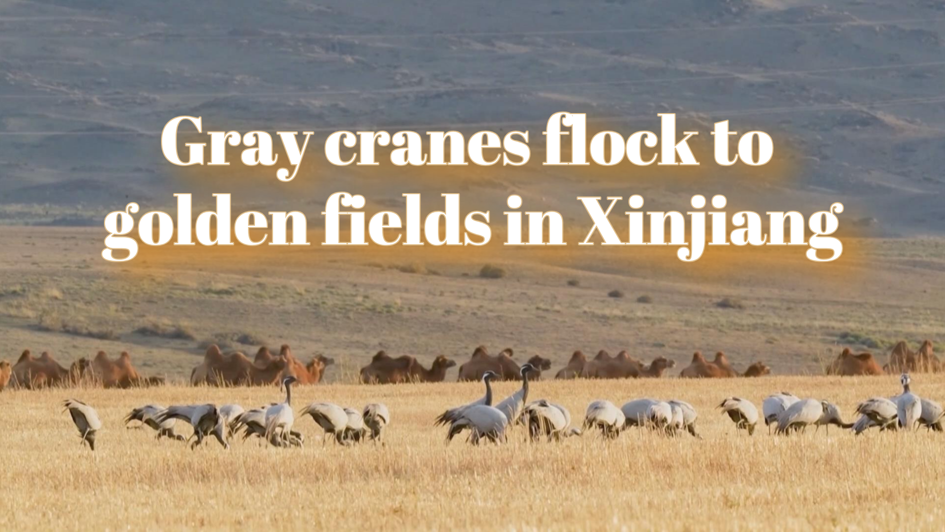 Gray cranes flock to golden fields in Xinjiang