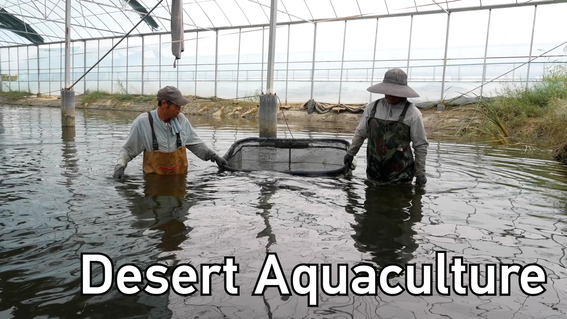 Xinjiang's desert aquaculture breakthrough boosts rural incomes