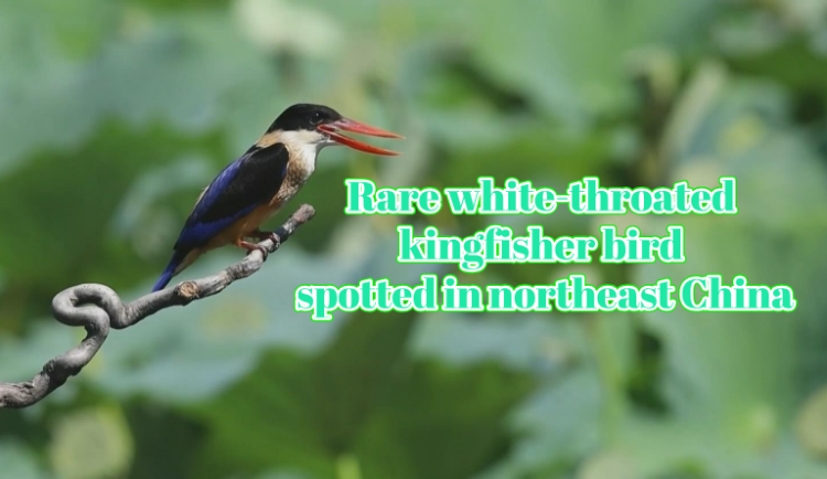 Rare white-throated kingfisher bird spotted in northeast China