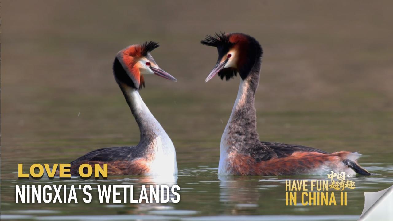 Have Fun in China II | Love on Ningxia's wetlands