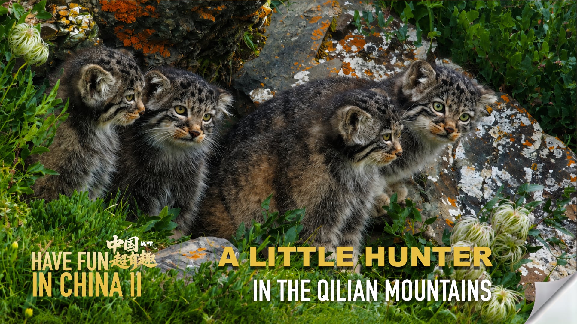 Have Fun in China II | A little hunter in the Qilian Mountains