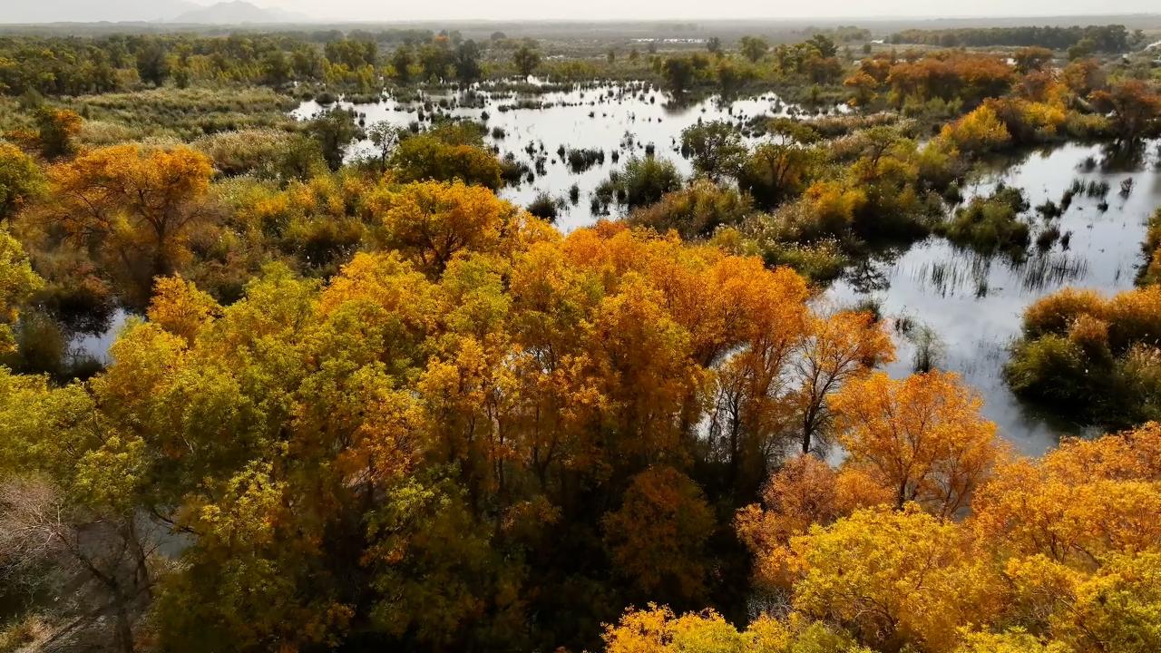 Taklimakan's autumn poplars showcase Xinjiang's desert beauty