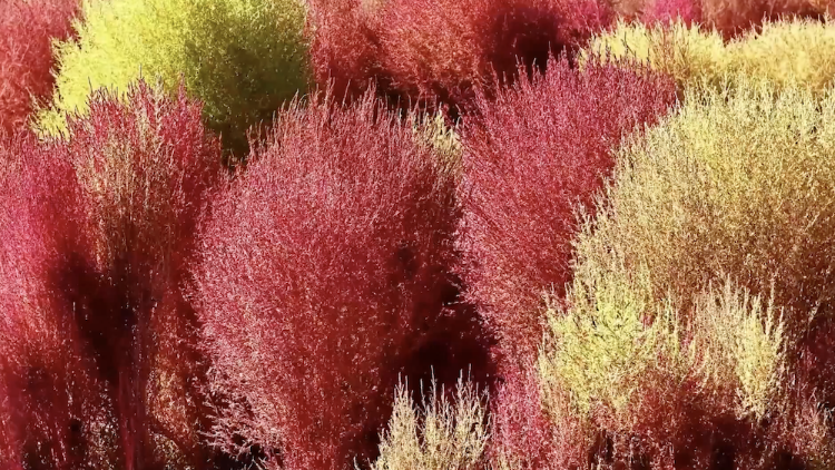Xinjiang's kochia fields reach peak autumn colors