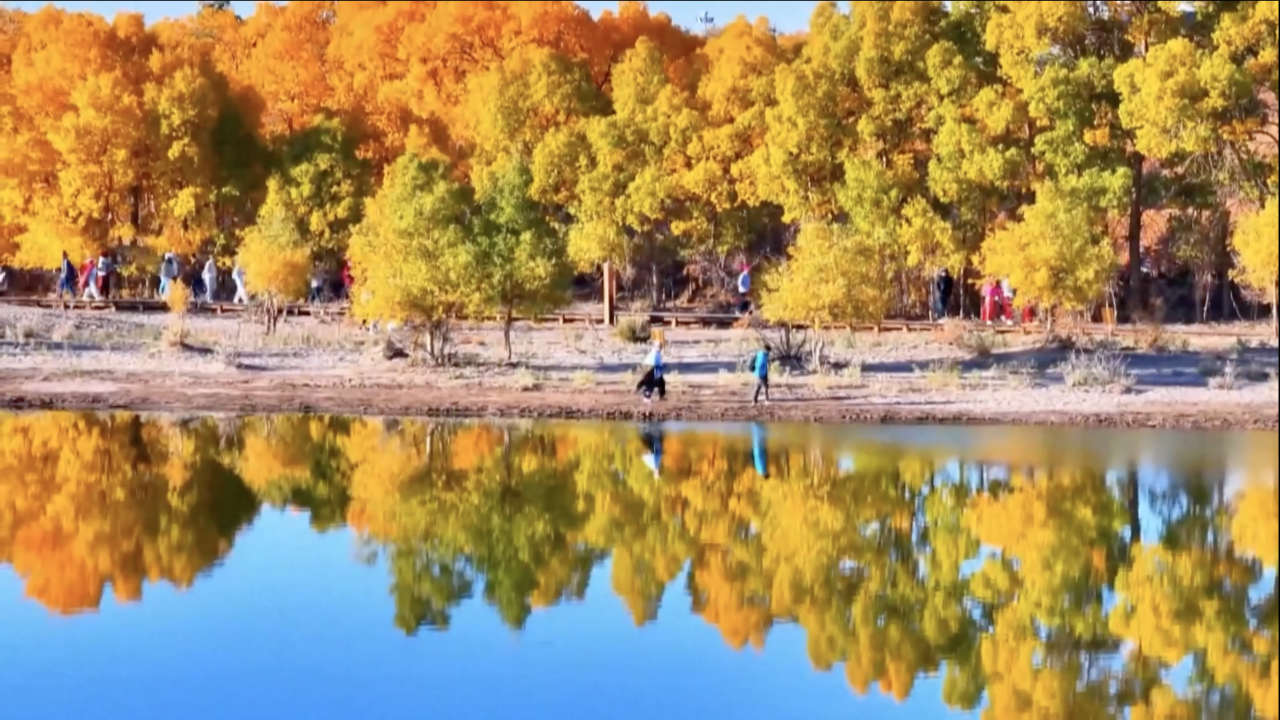 Golden autumn transforms desert poplar forests in Inner Mongolia