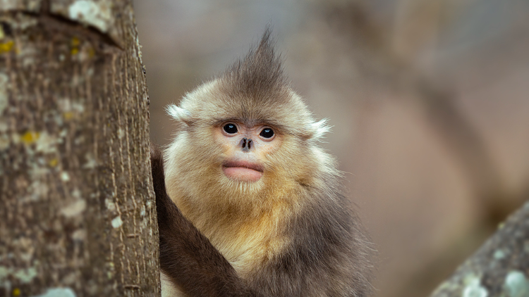 Yunnan snub-nosed monkeys enjoy bamboo feast in southwest China