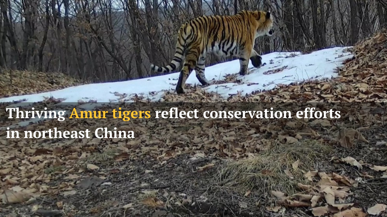 Amur Tiger Population Increases Following Conservation Initiatives in Northeast China National Park