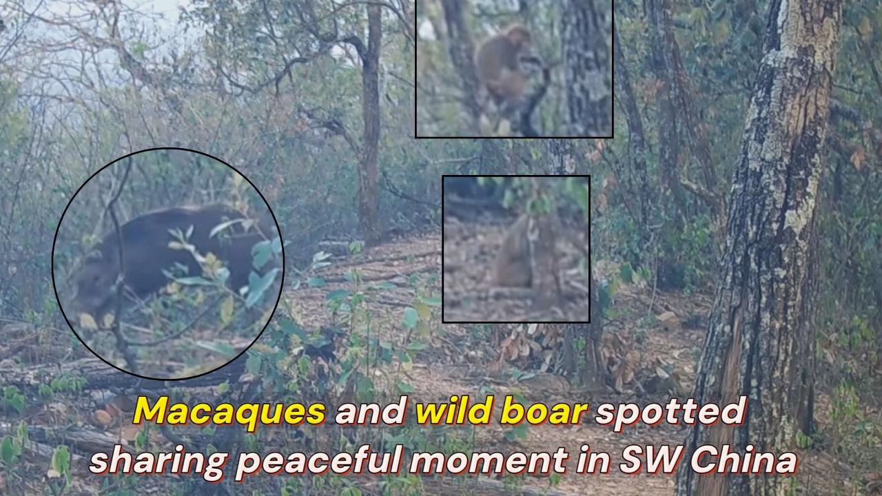 Wild Boars Rome Macaques and wild boar spotted sharing peaceful moment in SW China - CGTN