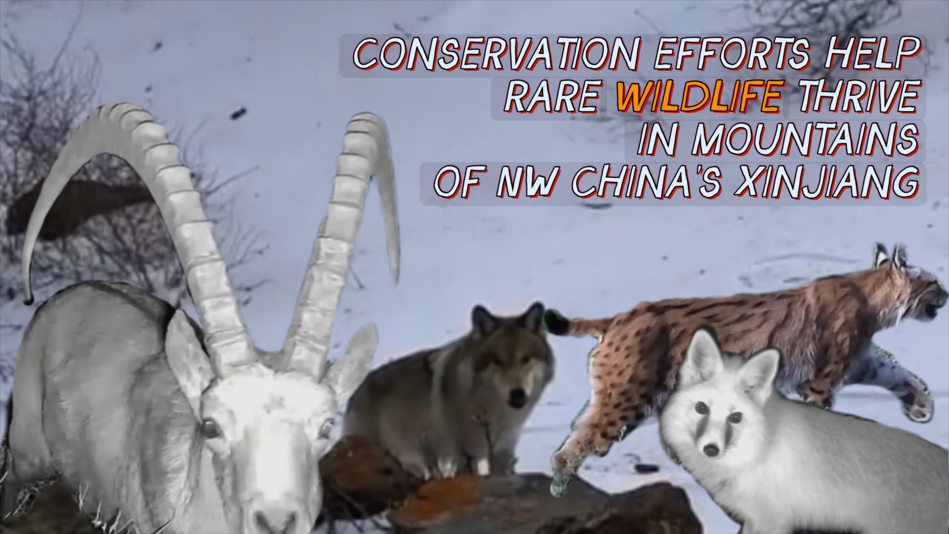 Conservation efforts help rare wildlife thrive in mountains of NW China's Xinjiang