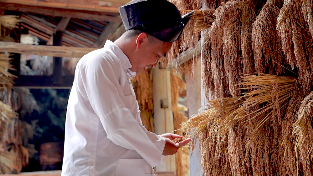 Harvest season brings golden hues to Dong village in Guizhou