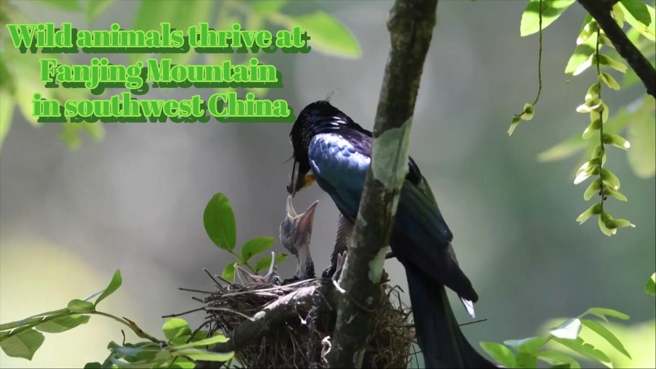 Wild animals thrive at Fanjing Mountain in southwest China - CGTN