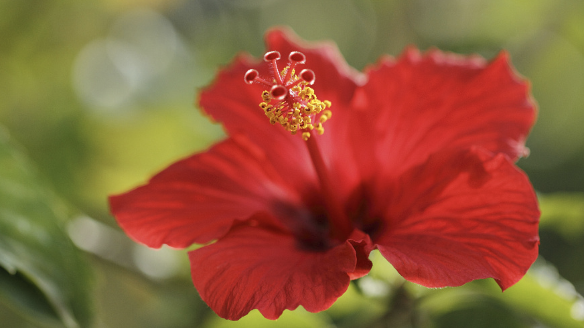 The Vivid Chinese Hibiscus An Emblem Of Enthusiasm And Vitality Cgtn
