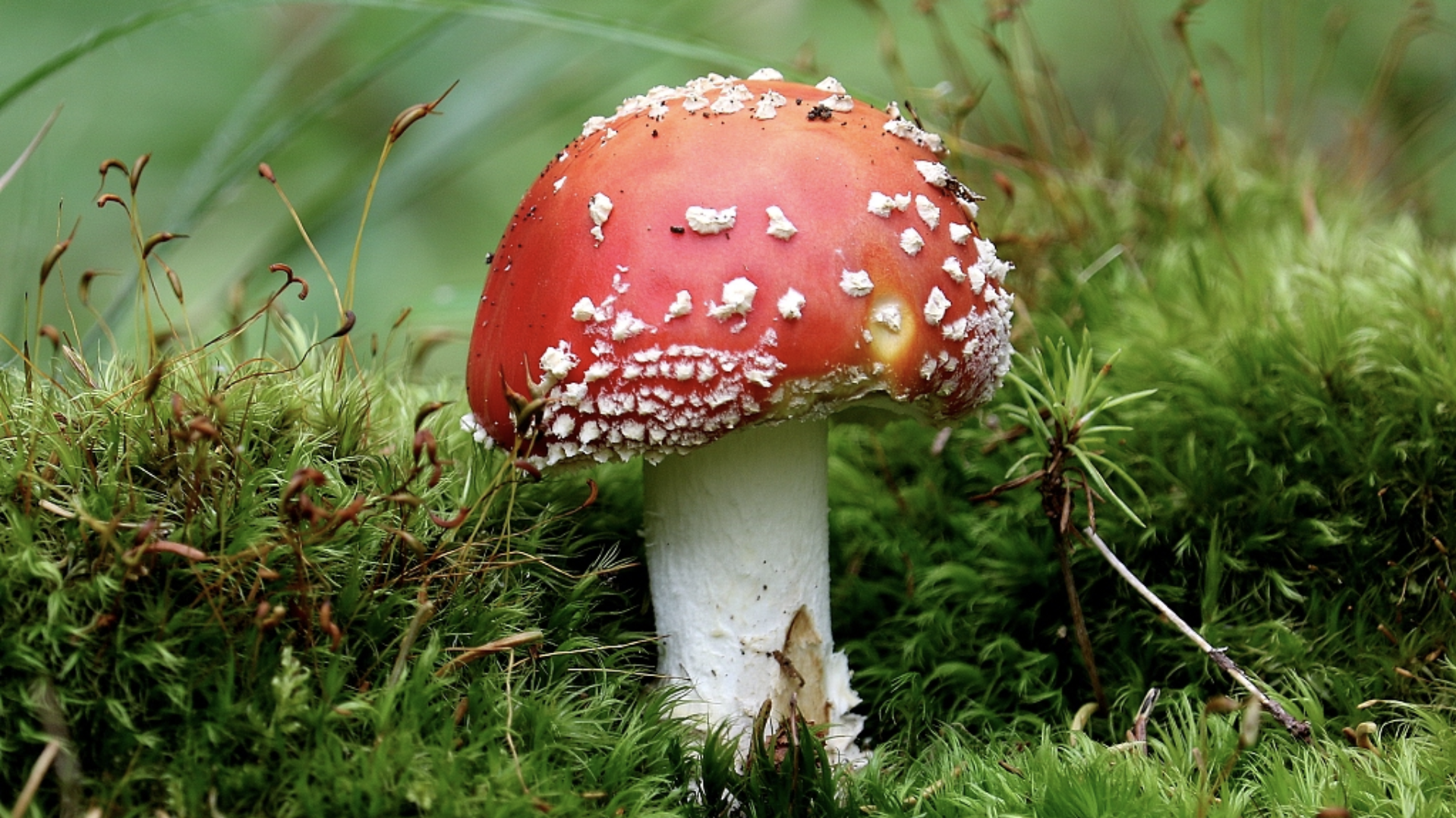 Alien Fungi: The mushroom that inspired Alice in Wonderland creators -  CGTN