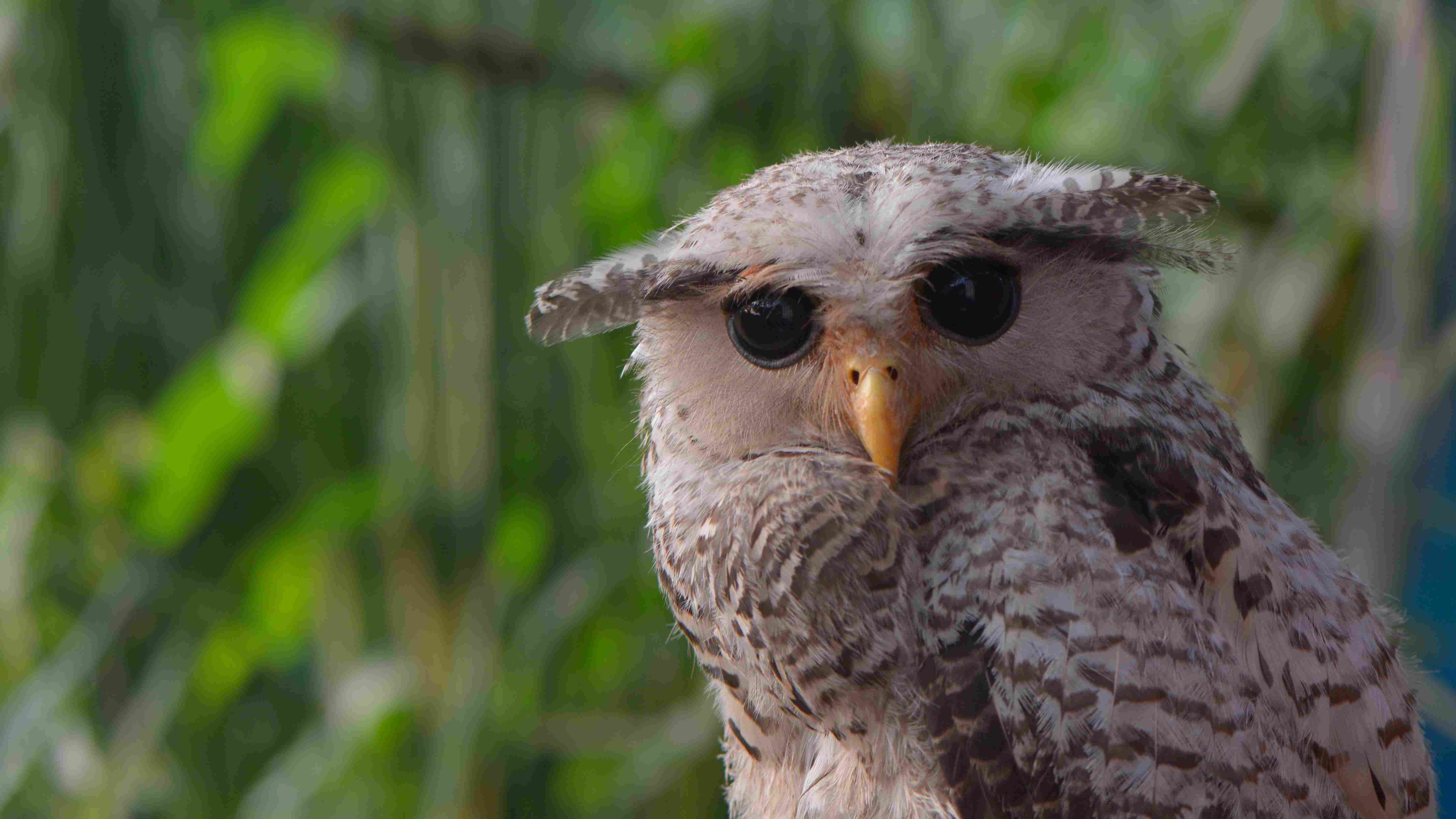 rare-spot-bellied-eagle-owl-captured-by-man-rescued-cgtn