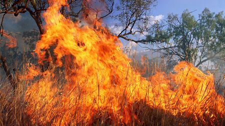 Wildfires devastate Kangaroo Island in Australia - CGTN