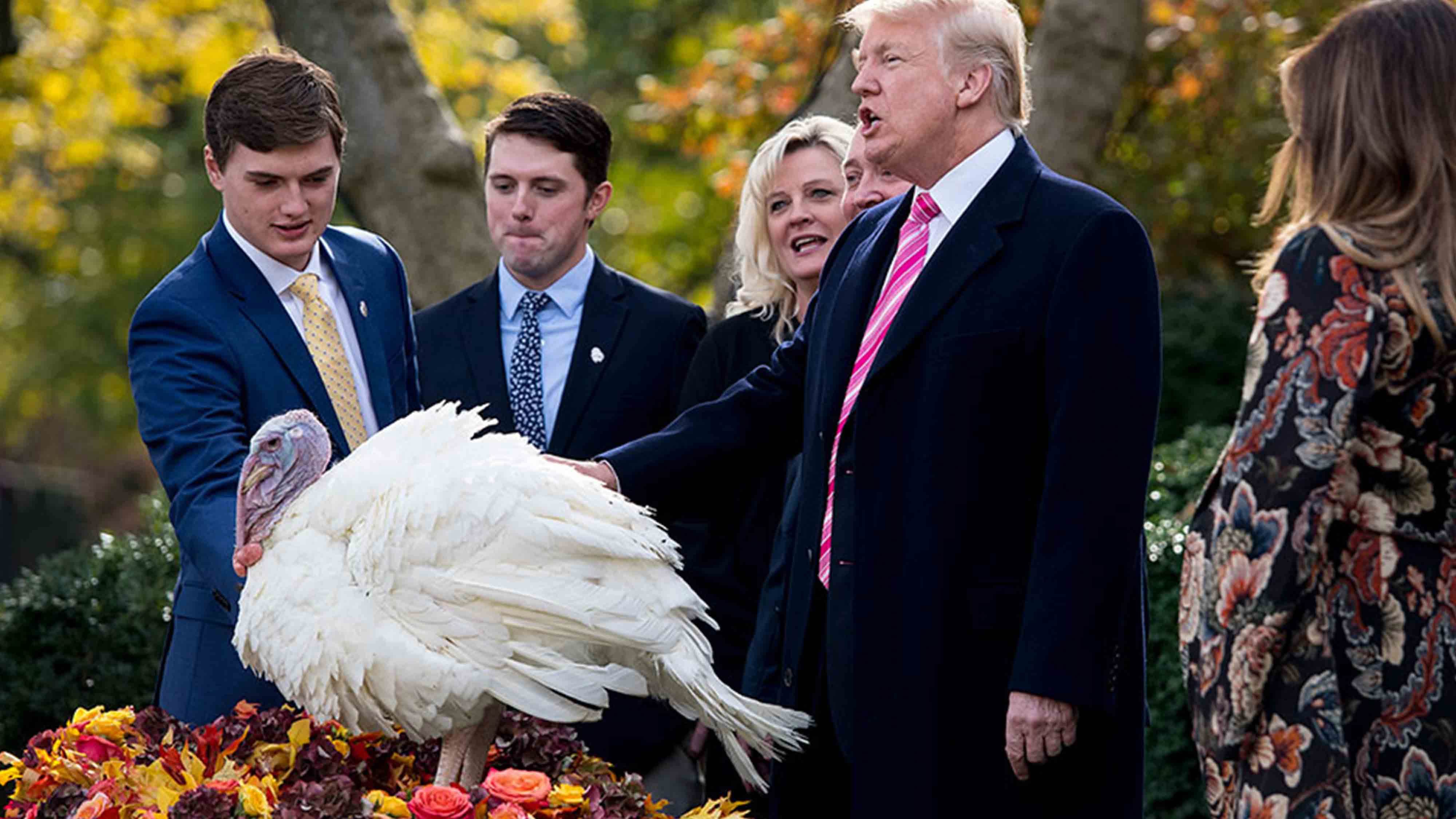 Thanksgiving Turkeys Get Presidential Pardon From Trump Cgtn