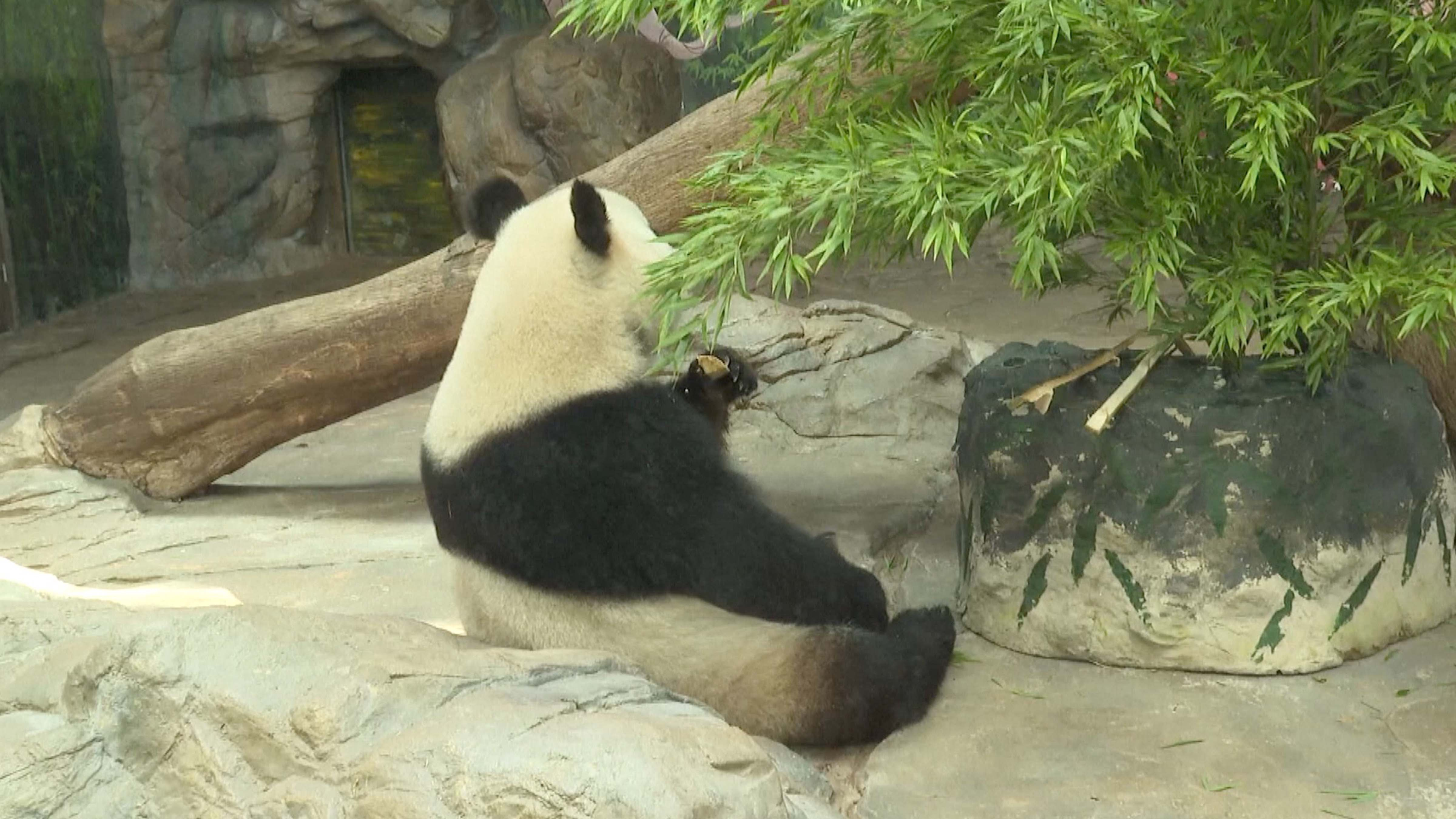 One of world's only panda triplets makes first pregnant appearance - CGTN