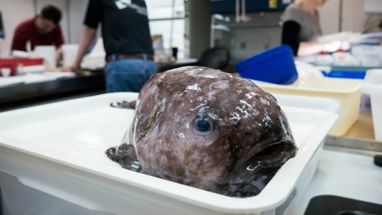 The World's “Ugliest” Animals: The Blobfish Files
