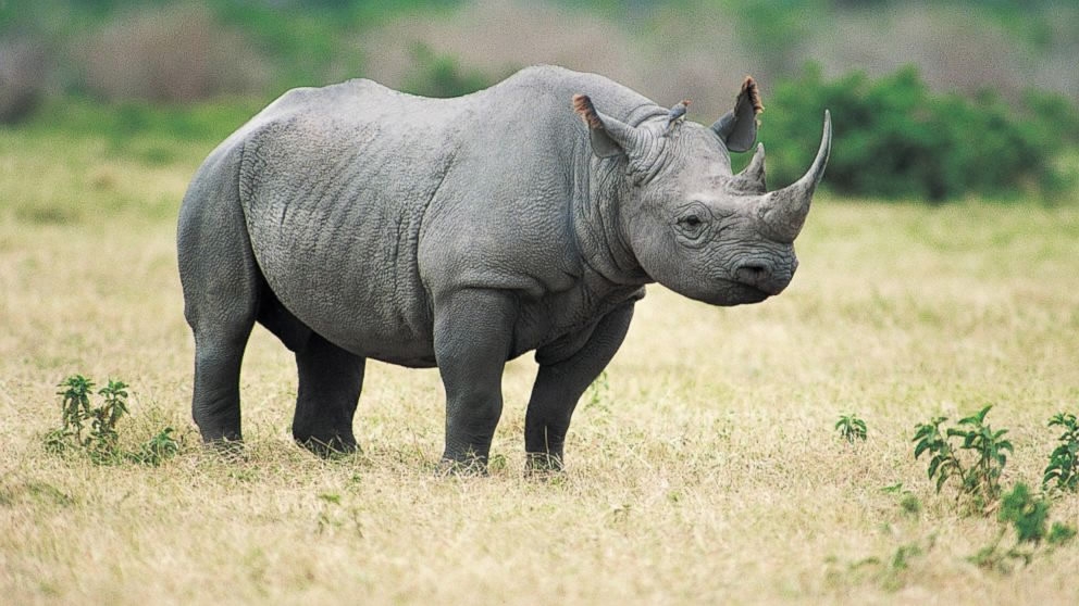 Online auction of 264 rhino horns raises alarms amongst conservationists