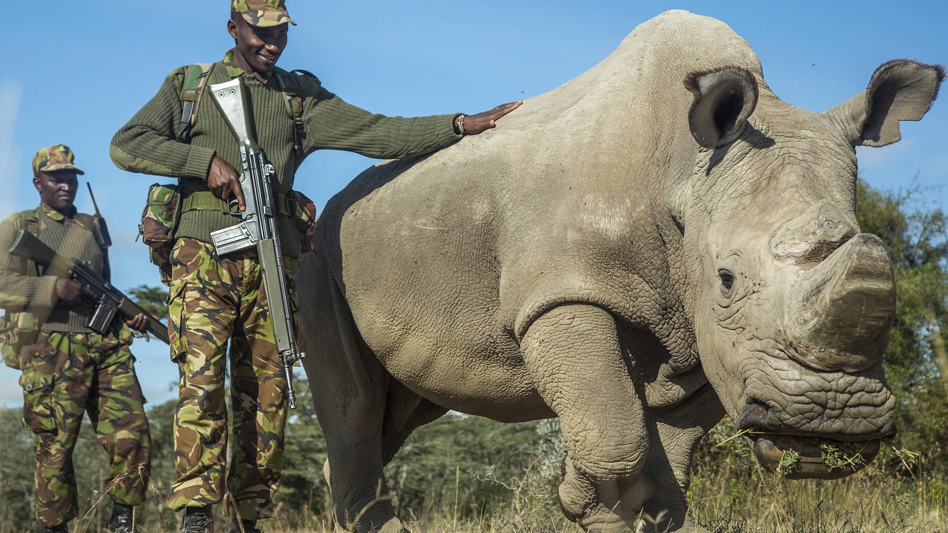 The health of the world's last male northern white rhino is ...