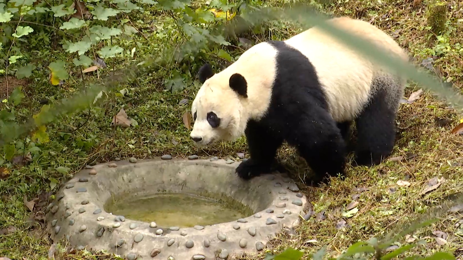 Giant panda Bei Bei nestles in his new home in SW China - CGTN