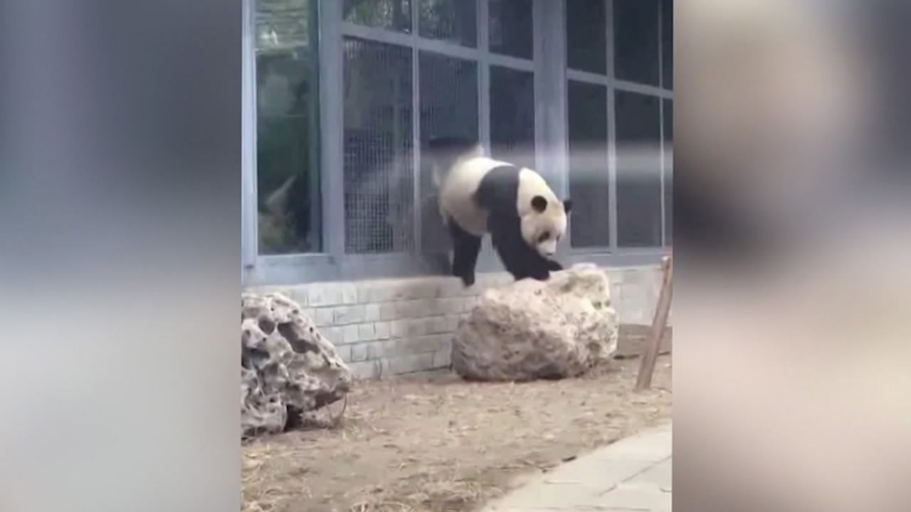This is the amusing moment a giant panda pees like a dog in Chengdu Zoo ...