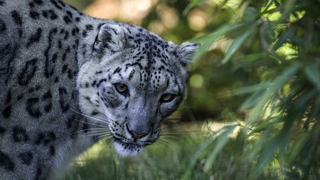 Snow leopard spotted in NW China - CGTN