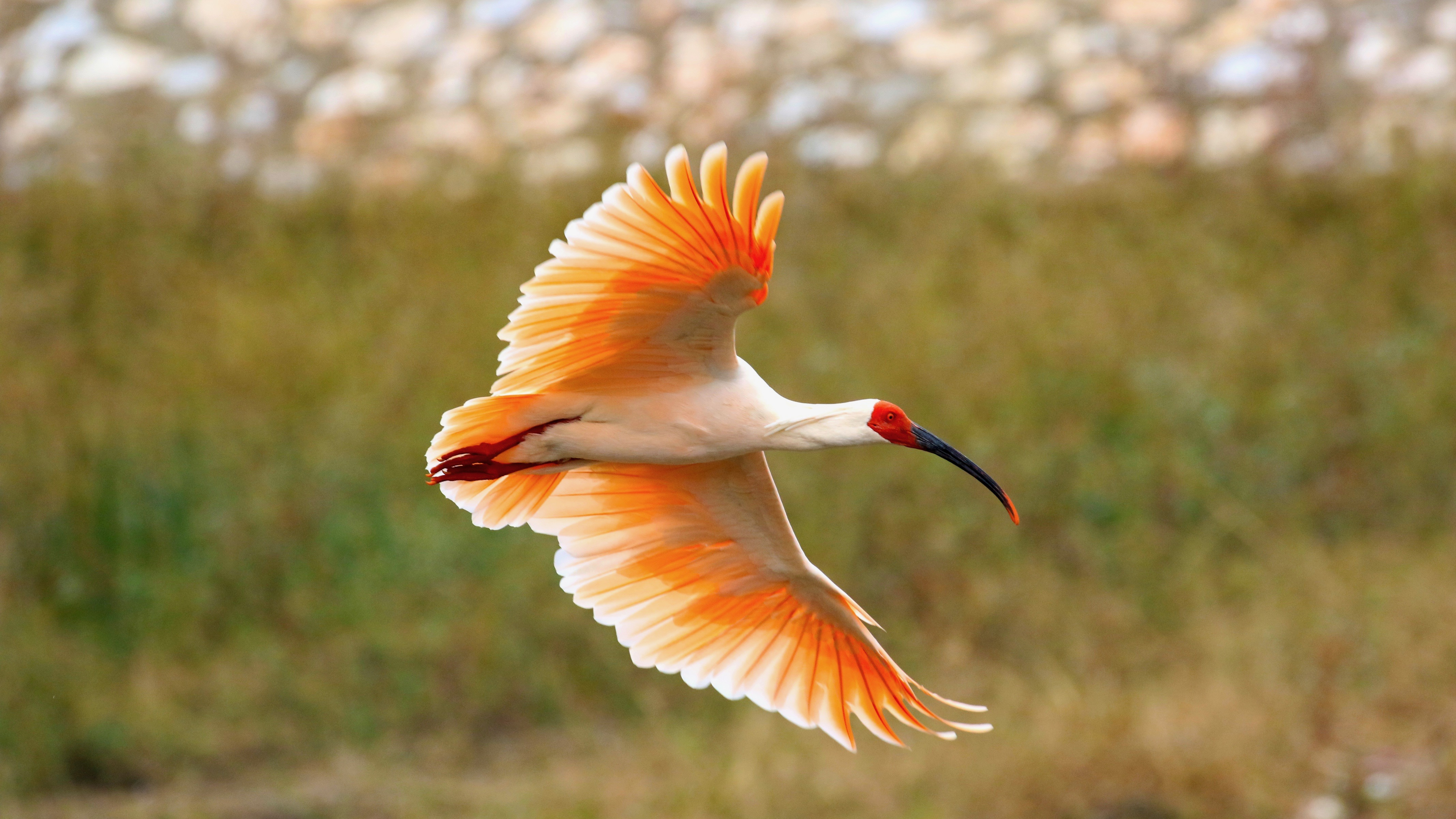 17-year-old wild crested ibis expected to break breeding age record - CGTN
