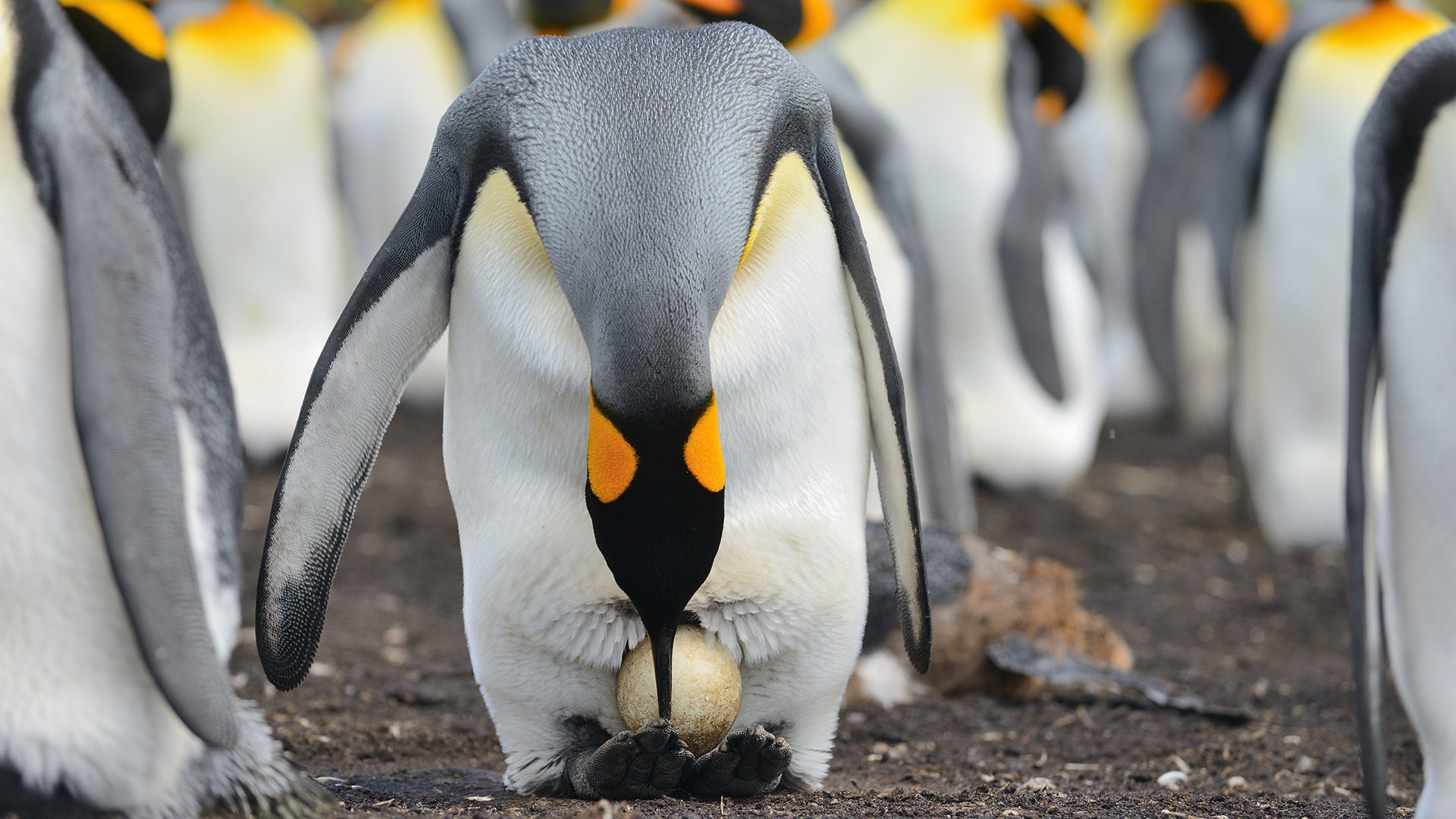 Penguin Laying Eggs