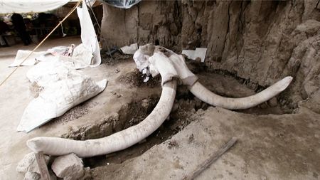 Huge trove of mammoth skeletons unearthed in Mexico - CGTN