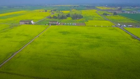 Online rapeseed flower festival held in SW China - CGTN