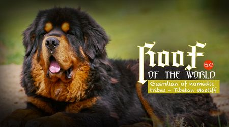 Roof of the world Ep2: Guardian of nomadic tribes - Tibetan Mastiff - CGTN