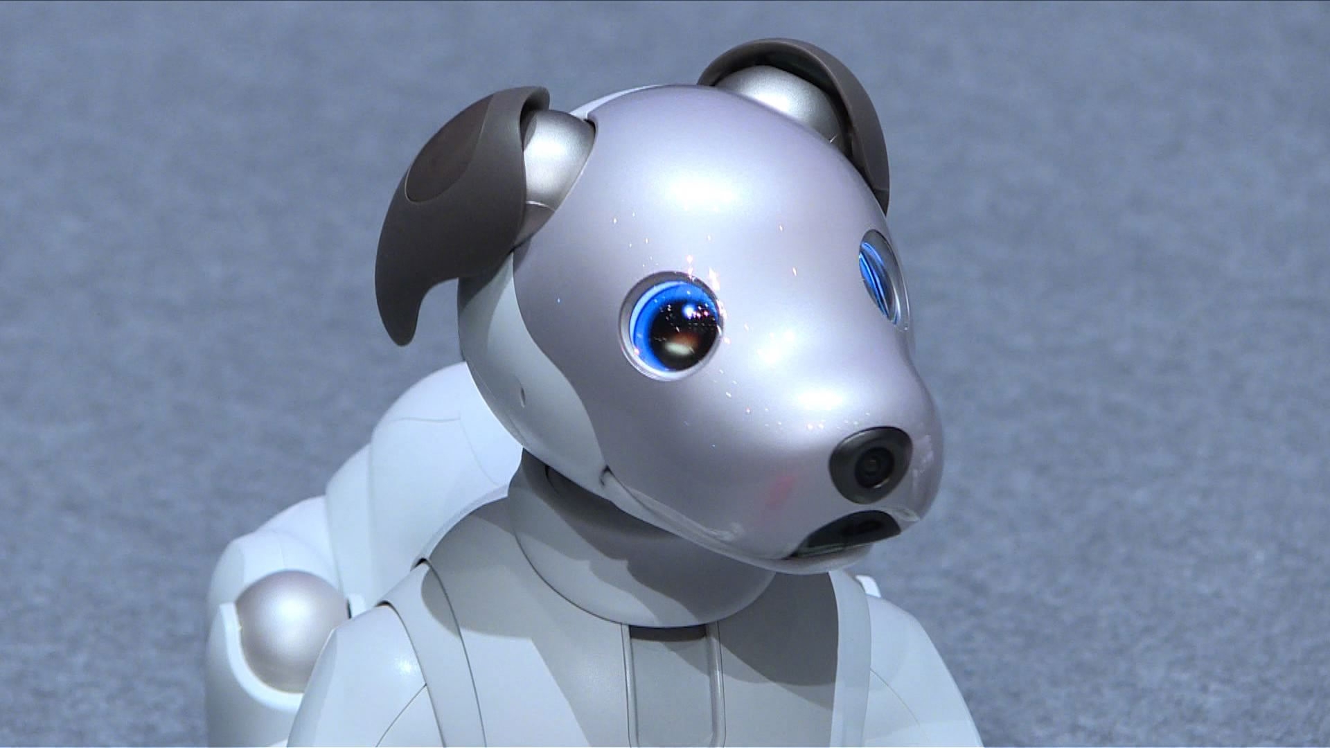 Ai pet. Робот Айбо для презентации фон. Robotic Pet emotions. Robot Pet перевод.