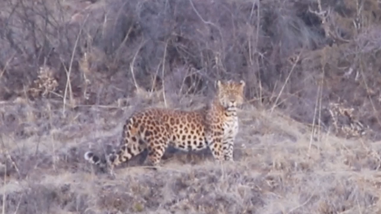 A wild leopard was recently recorded by a ranger at Sanjiangyuan ...