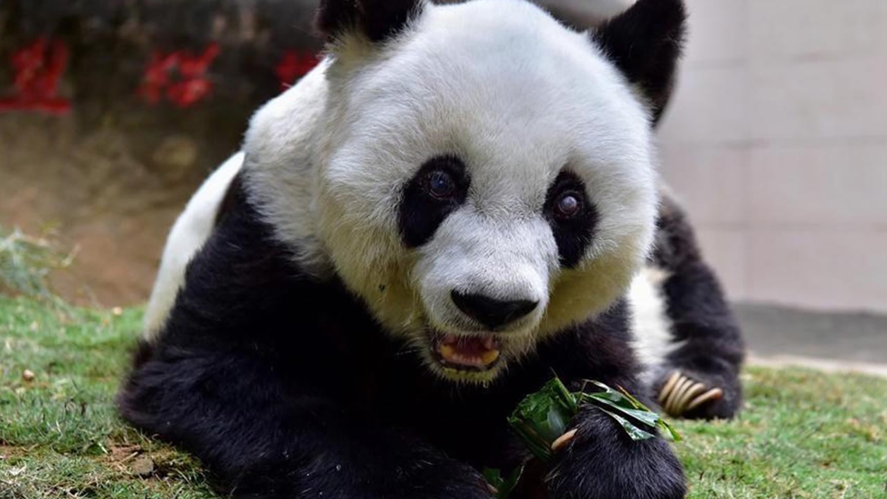 The world's oldest captive giant panda died at age 37 on Wednesday