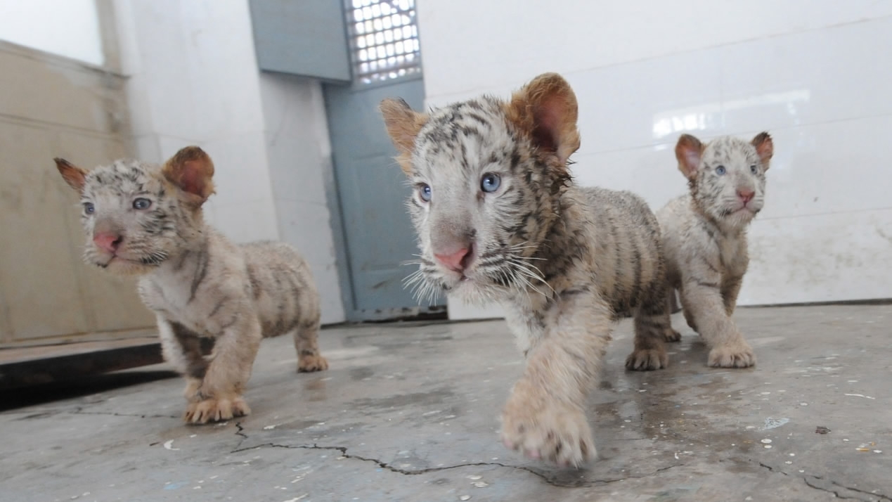 Really Cute Baby White Tiger Triplets 