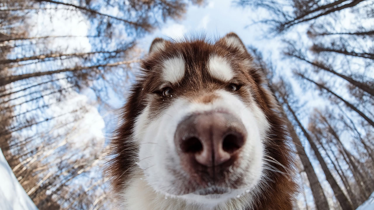 tips-for-taking-good-pet-photos-cgtn