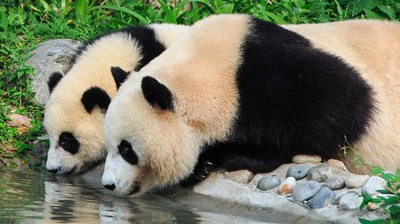 Panda base to control visitors flow during Spring Festival holidays - CGTN