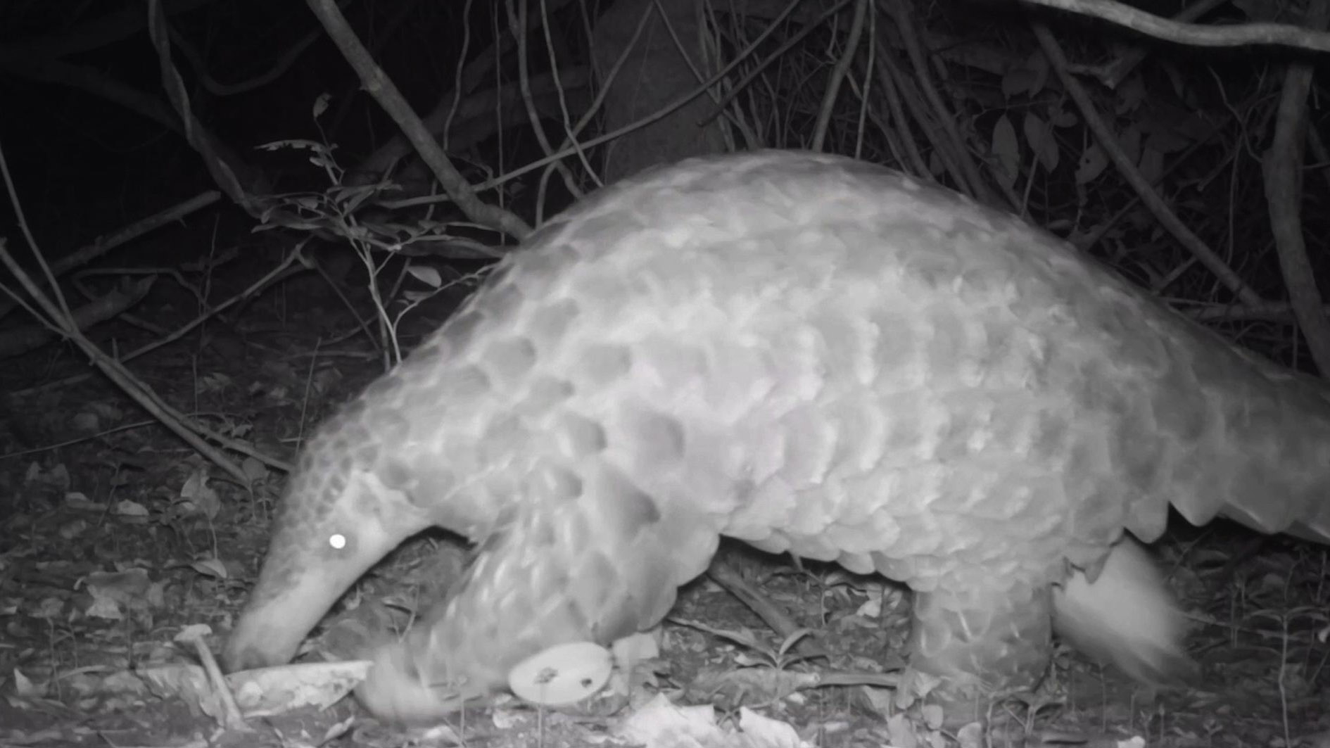 Footage of rare giant pangolins captured by Chester Zoo - CGTN