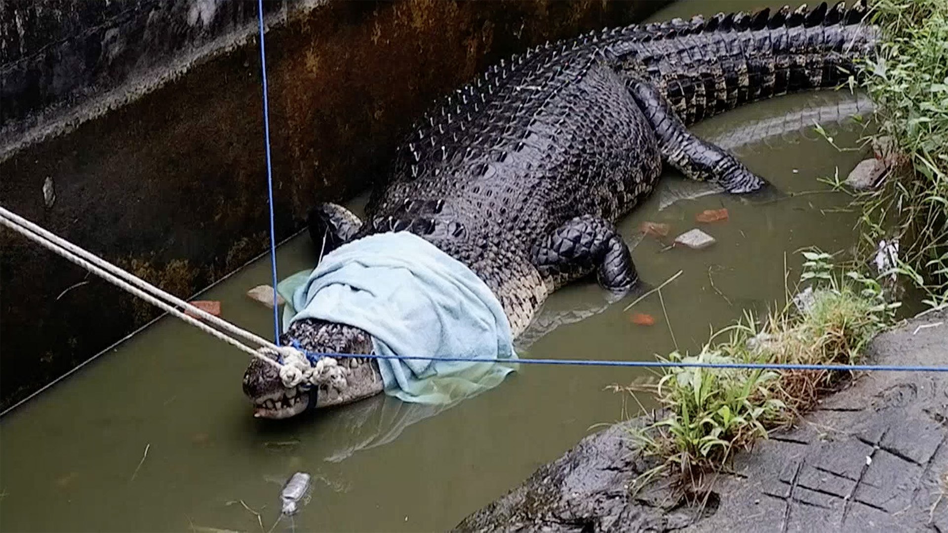 A 700-kilogram crocodile, named Merry, was transferred to Indonesia's ...