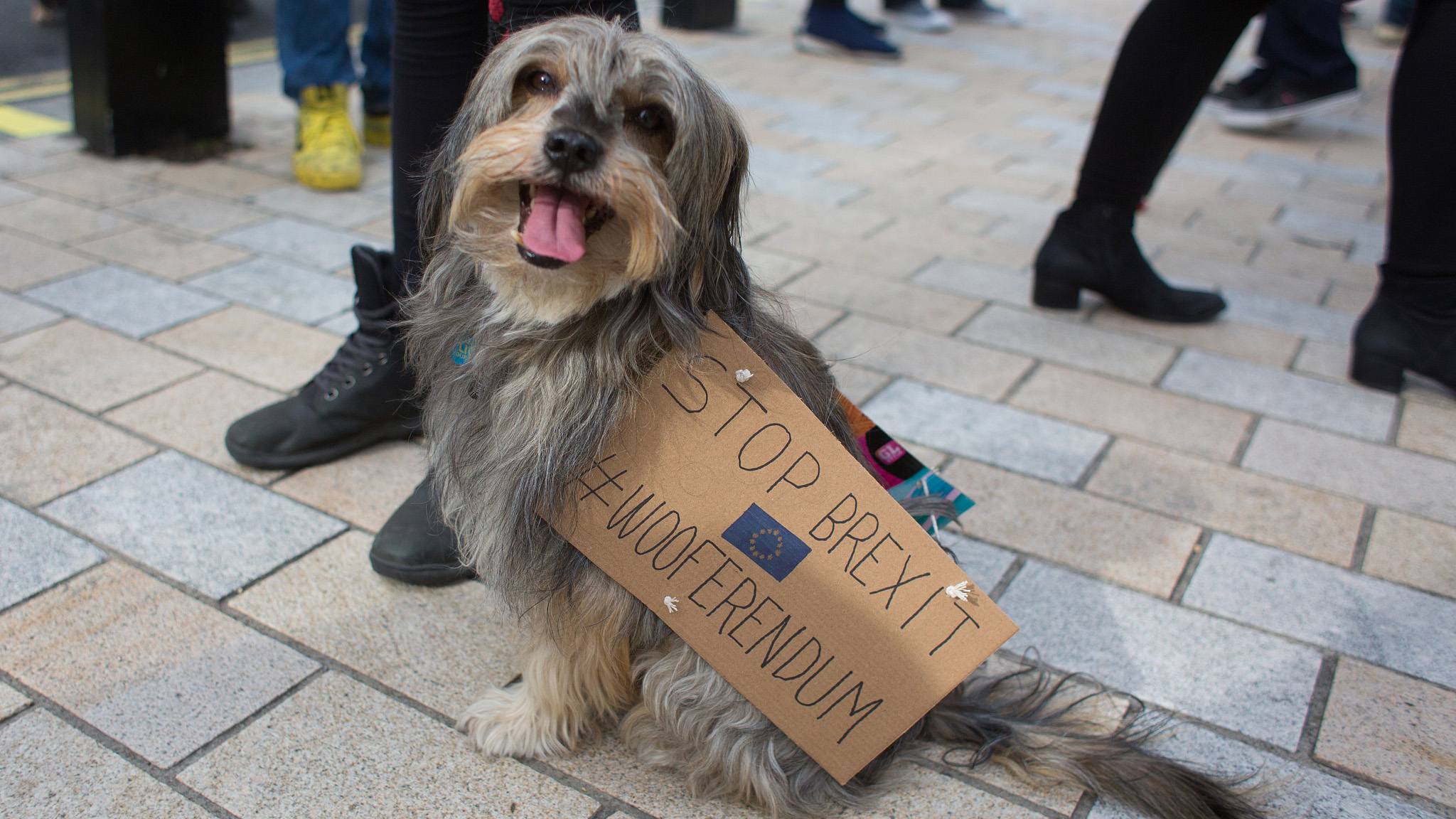 Hundreds of dogs and their owners marched in a ‘Wooferendum’ to demand ...