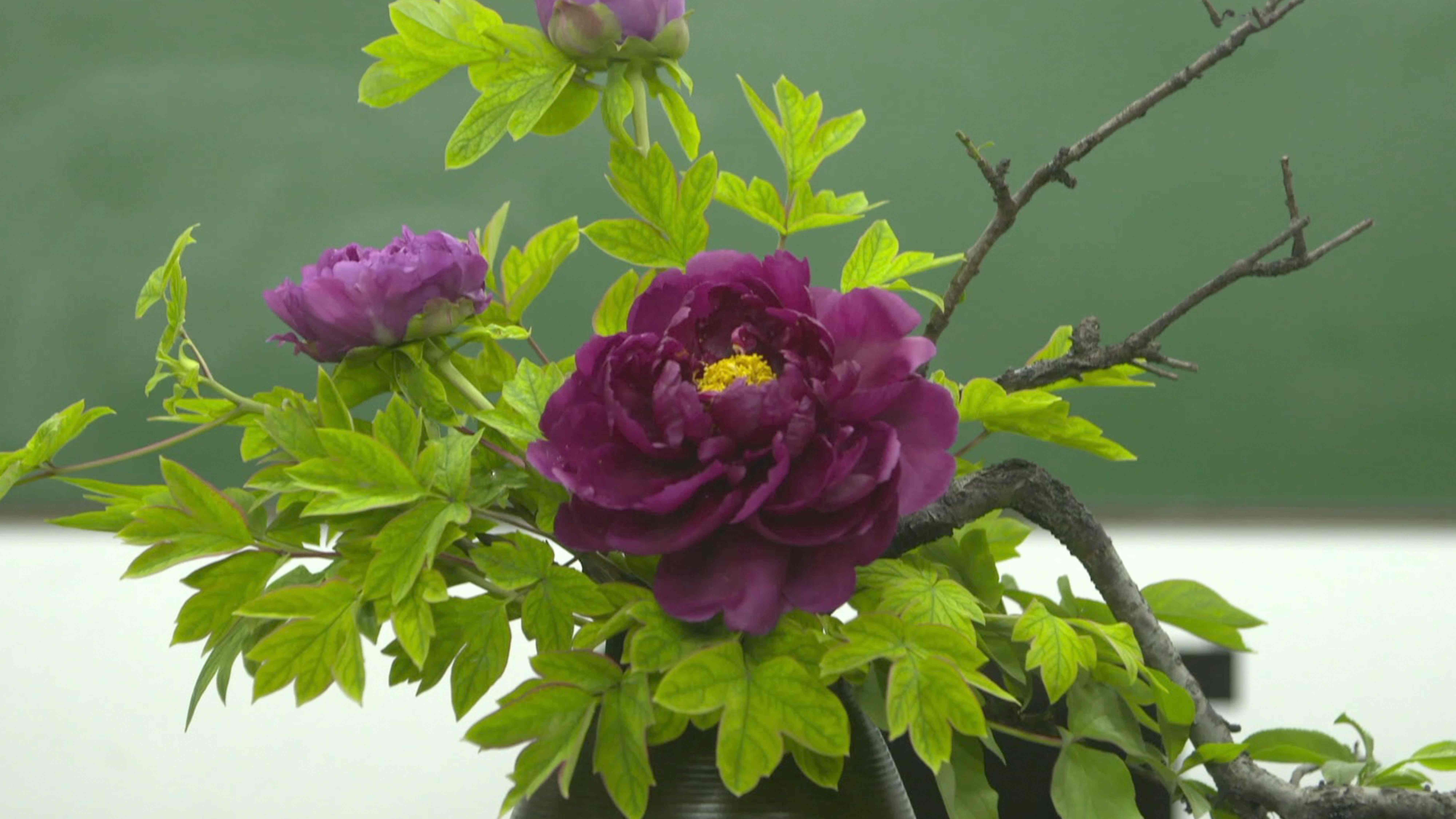 Peony flower arrangement – A beauty lives through time - CGTN