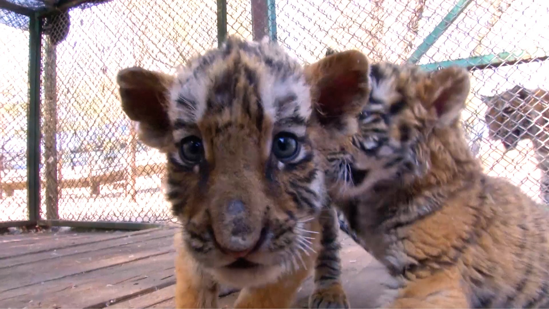 The Siberian Tiger Park in northeast China's Heilongjiang Province has ...