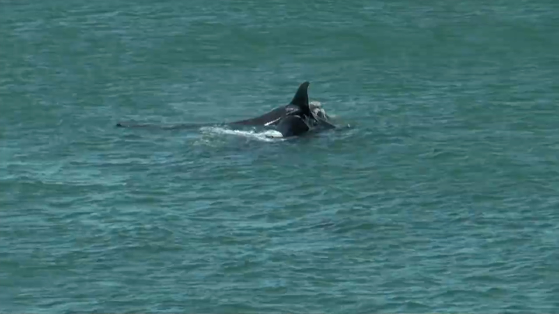 The Hermanus Whale Festival, the only Enviro-Arts festival in South ...