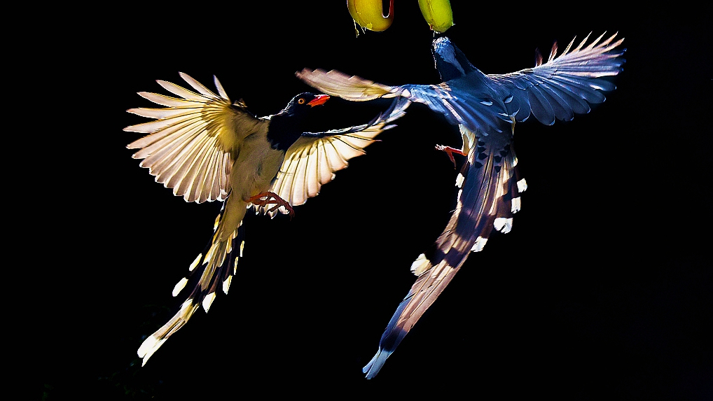 abstrakt panik Parametre Avian legends: The red-billed blue magpie - CGTN