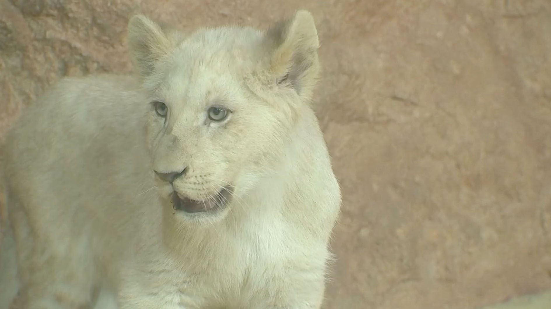 The “Albino” in lions: Why white lions are white - CGTN