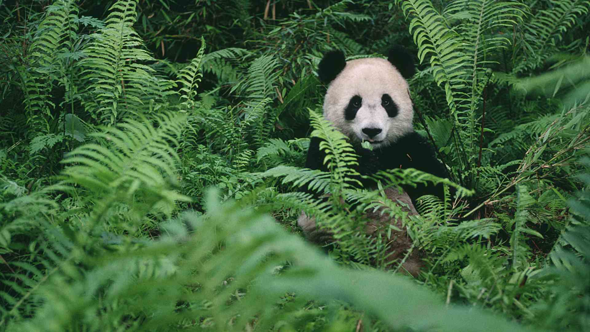 Где живет панда на каком. Заповедник панд в Китае. Сычуань панды. Заповедник панд в Чэнду. Сычуань резерваты Панда.