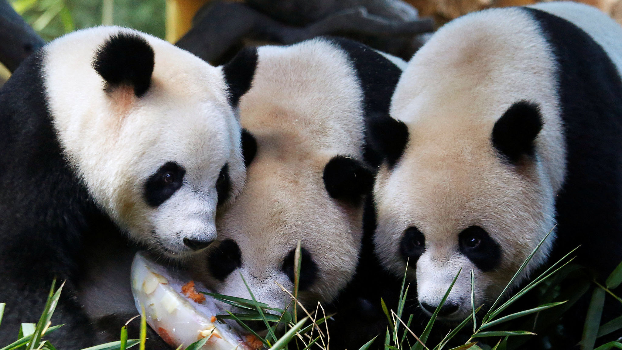 Pandas np. Панда. Панды тройняшки. Две панды. Спасти панду.