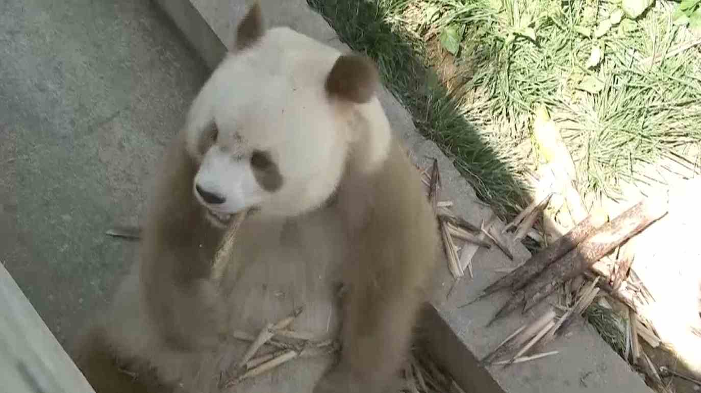 Meet "Qiza," the world's only brown and white panda living in captivity