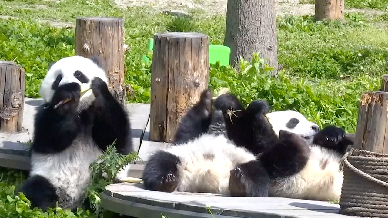 Five pairs of captive-bred giant panda receive wild training - CGTN